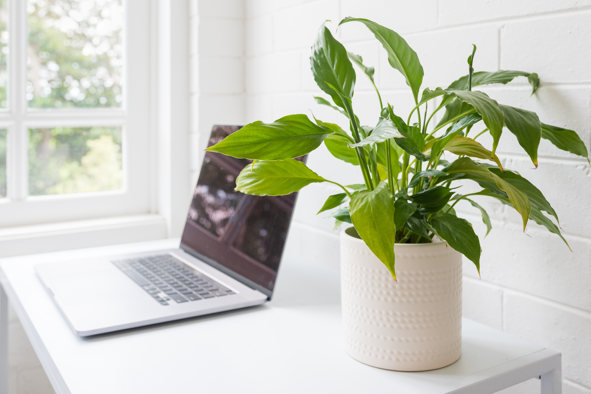 Green leafy pot plant on desk with laptop in background